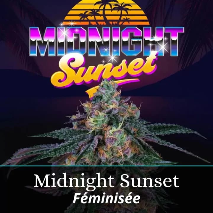 Midnight Sunset