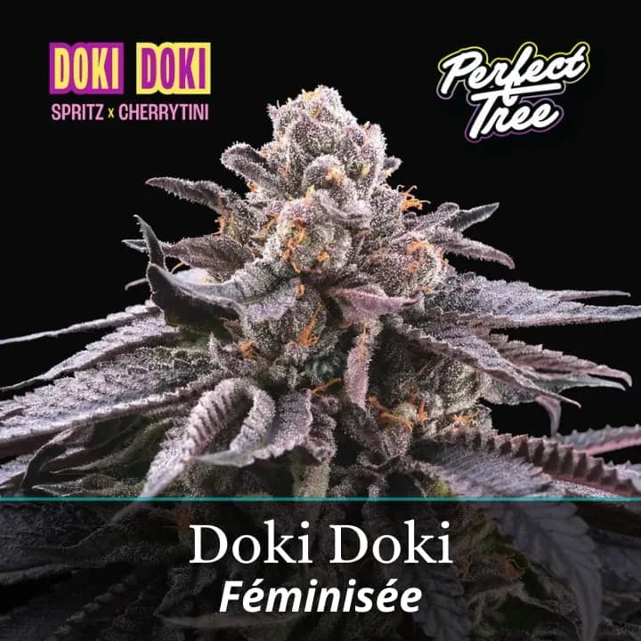 Doki Doki