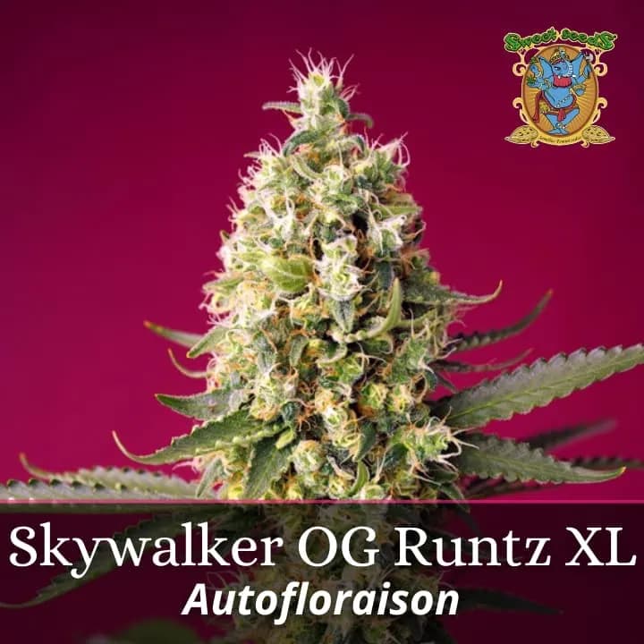 Skywalker OG Runtz XL Auto PROMO