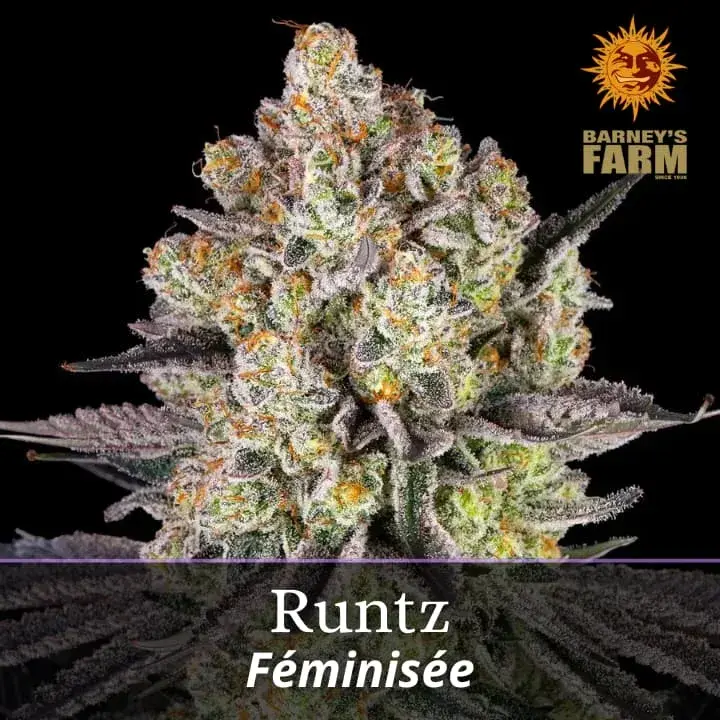 Runtz