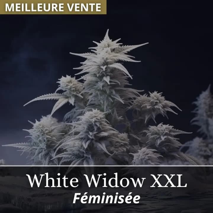 White Widow XXL