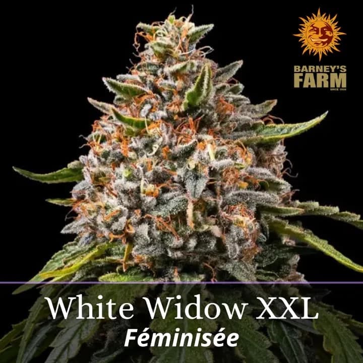 White Widow XXL