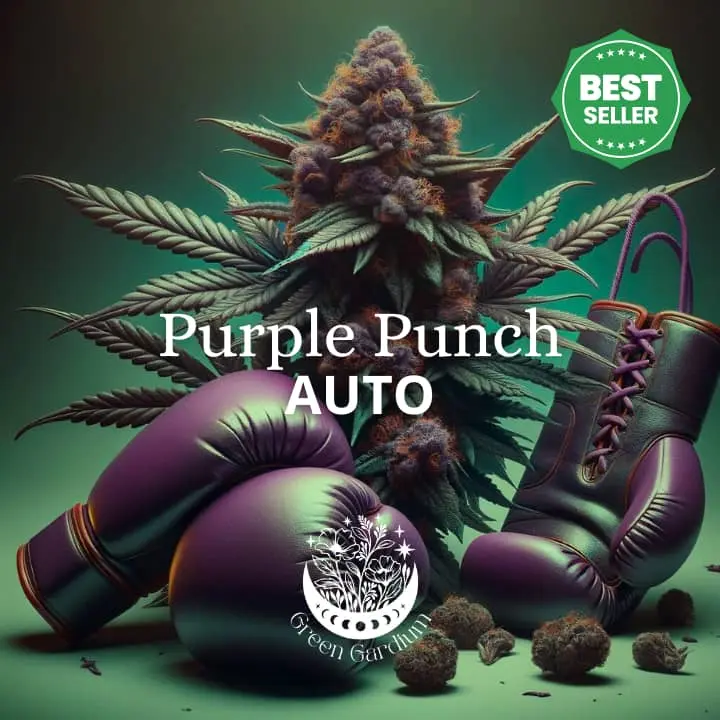 Purple Punch Auto