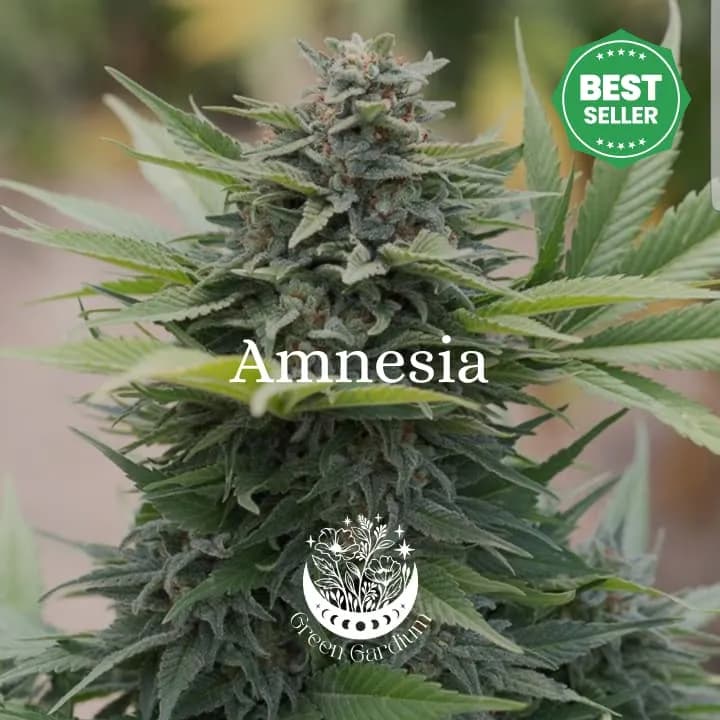 Amnesia