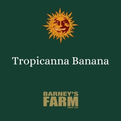 Variétés-Barneys-tropicanna-banana-FEM