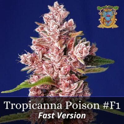 Tropicanna Poison F1 Fast Version