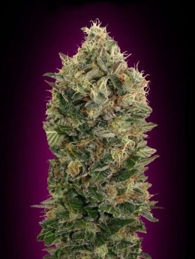 Black Diesel Auto
