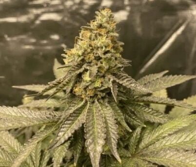 Girl Scout Cookies Auto