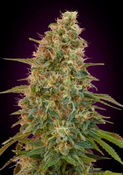 Zkittlez Auto