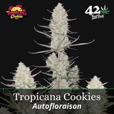 Tropicana Cookies Auto