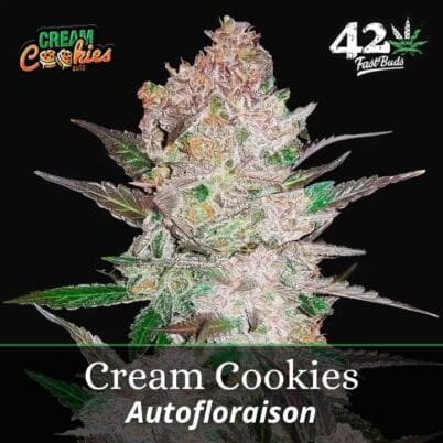 Cream Cookies Auto