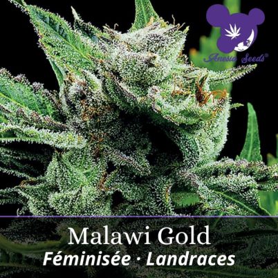 Malawi Gold