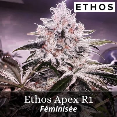 Ethos Apex R1
