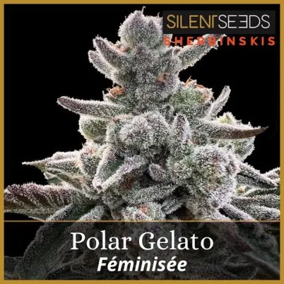 Polar Gelato